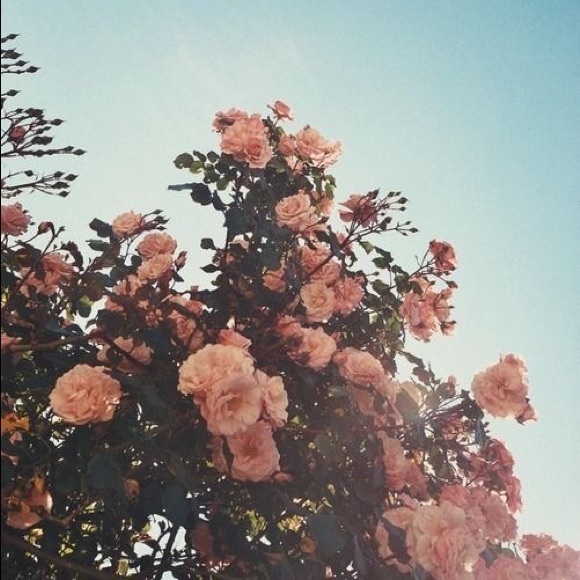 Meet your Posher, Zoe - Picture 1 of 1